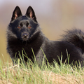 Rasbeschrijving van de Schipperke Schipperke_120x120