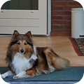 Rasbeschrijving van de Sheltie Sheltie_120x120