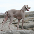 Rasbeschrijving van de Weimaraner Weimaraner1_120x120