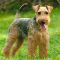 Rasbeschrijving van de Welsh Terrier WelshTerrier2_120x120