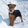 Rasbeschrijving van de Welsh Terrier WelshTerrier_120x120