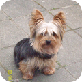 Rasbeschrijving van de Yorkshire Terrier YorkshireTerrier_120x120