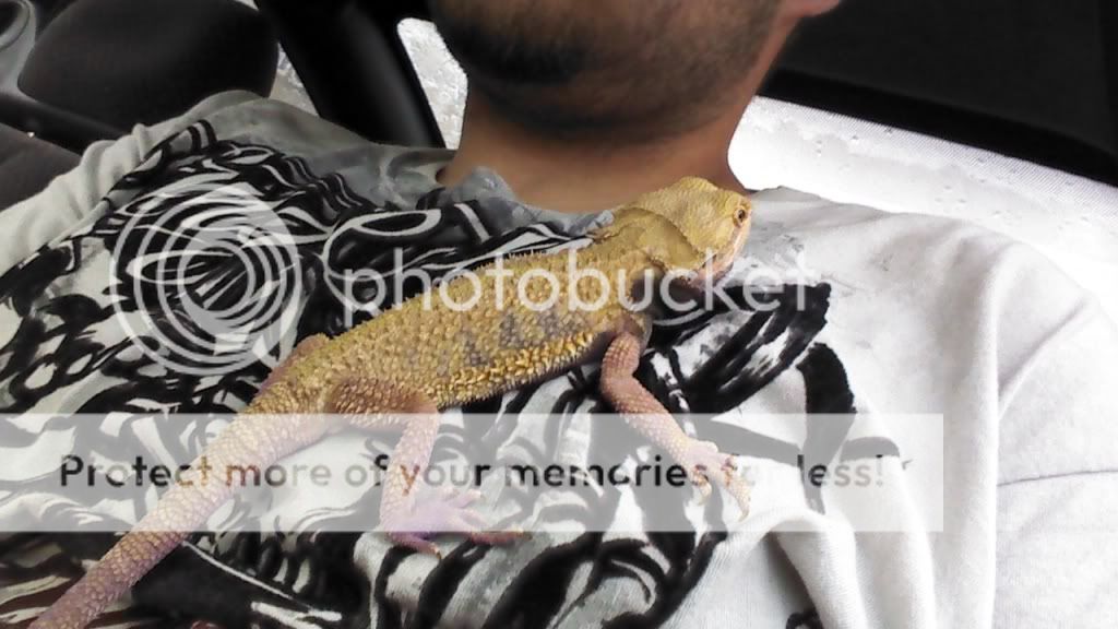 Bearded Dragons IMG_20130607_190449_112