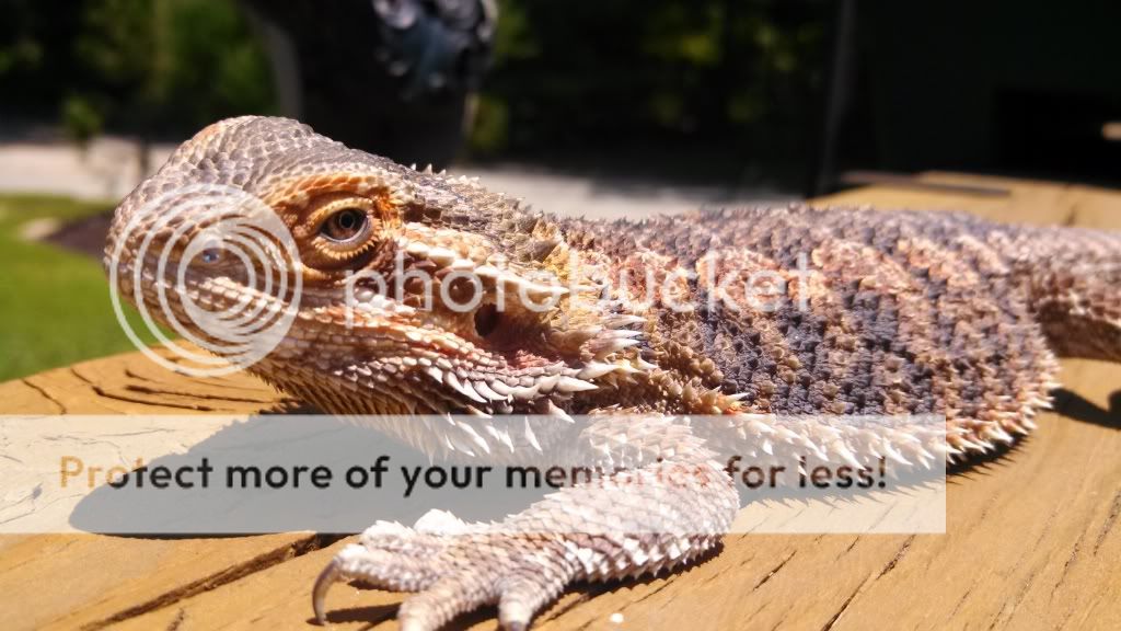 Bearded Dragons IMG_20130629_125409_632