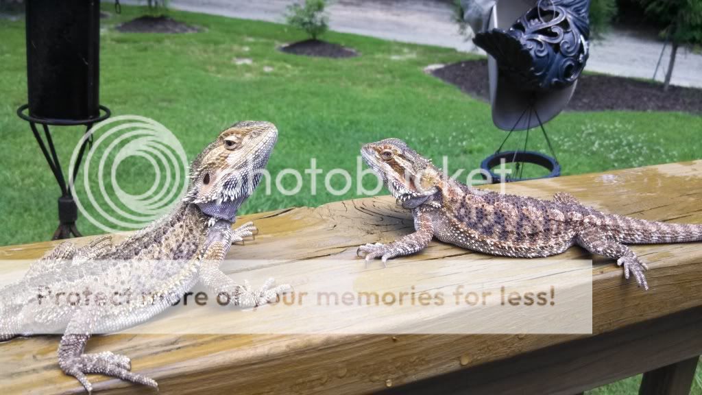 Bearded Dragons IMG_20130629_130025_324