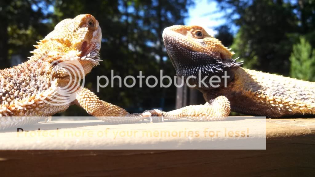 August: Herp of the Month Candidates IMG_20130704_162105_214