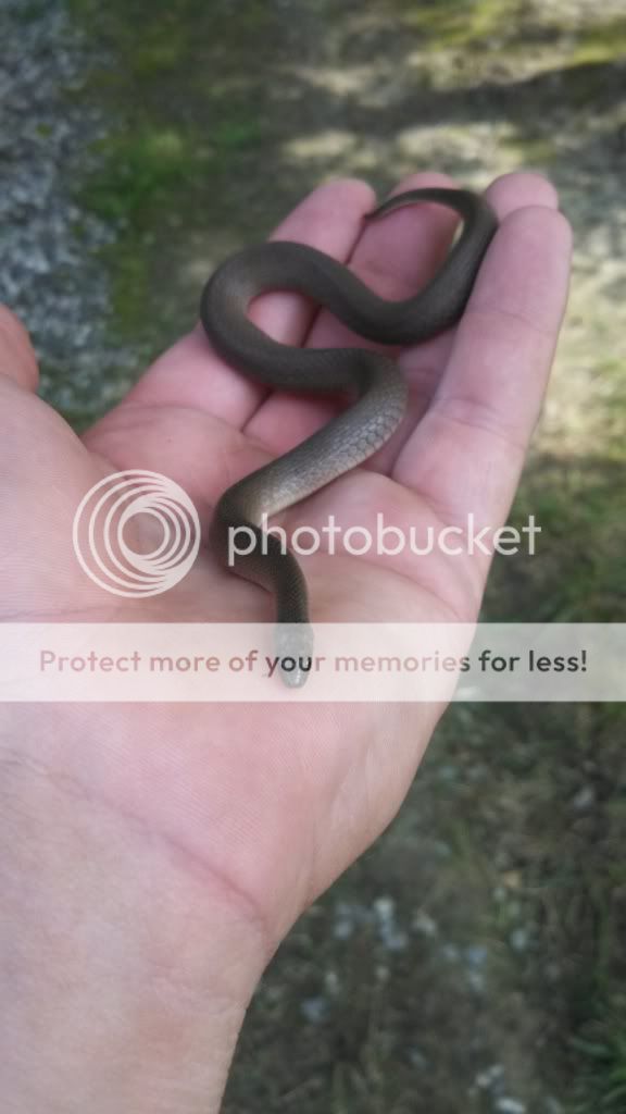 Found native snake IMG_20130716_111503_641-1