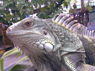 My Mexican Green Iguana - Iggyboy Image024