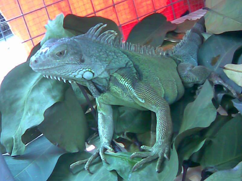 My Mexican Green Iguana - Iggyboy Image065