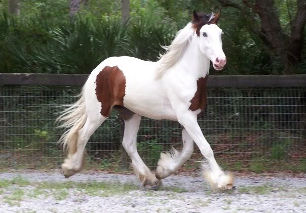 A Pegasus Mare & Her Two Fillies Boon