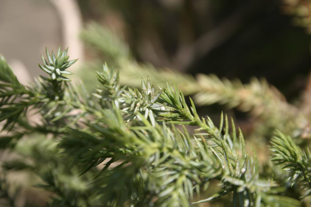 Chinese Juniper - 90% sure these are scale insects? Photos attached... IMG_3555_zpsddf96c9c