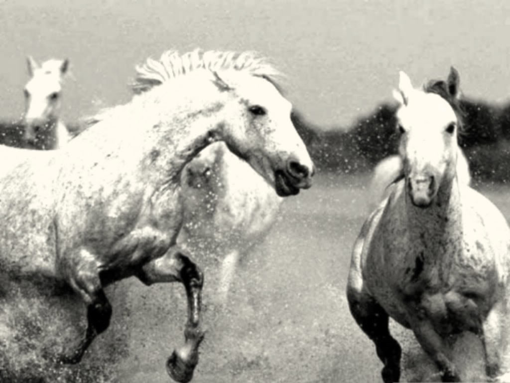 Black in White  Wild Horses