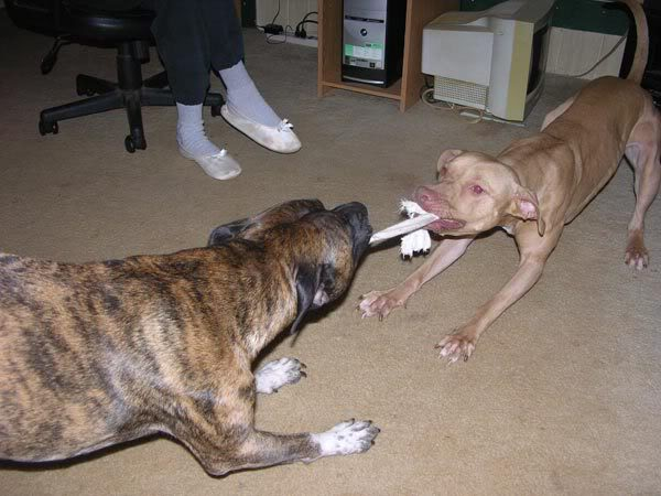 Dogs playing... Lilbit VS Rufus!!! Rufus-V-Lilbit-448