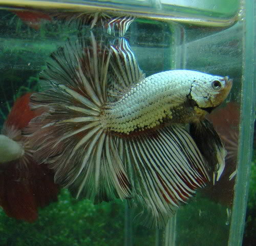 Les presento a mis Bettas Crown Tails . - Página 2 Blackwhitedragon-1