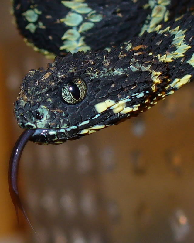 Bush viper (Atheris squamigera), animal portrait, captive, Congo