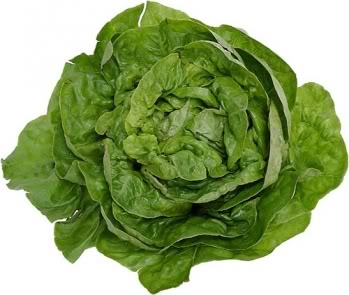 ملف كامل عن زراعة وانتاج الخس  Lettuce