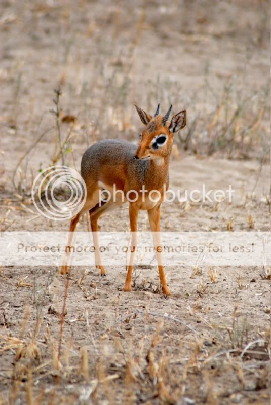 Things I Like Dikdik