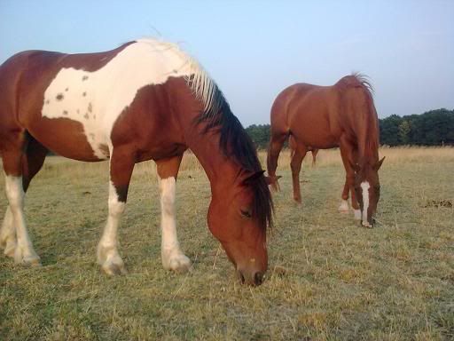 Roos, Poca & Twister se prsentent! Samen1