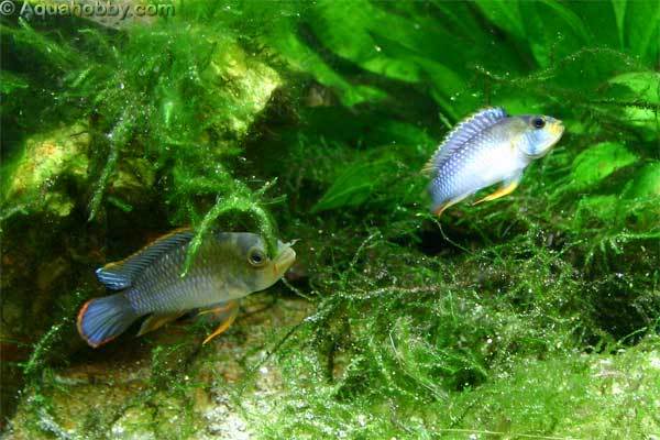 Apistogramma Nijsseni Apistogramma_nijsseni_21