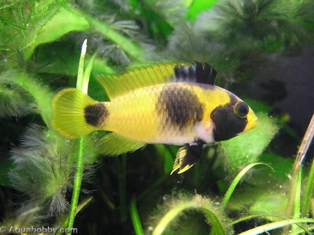 Apistogramma Nijsseni Apistogramma_nijsseni_7