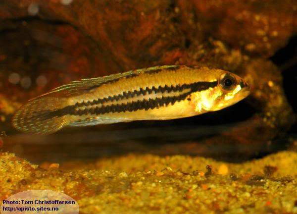 Apistogramma Diplotaenia Diplo-tom2