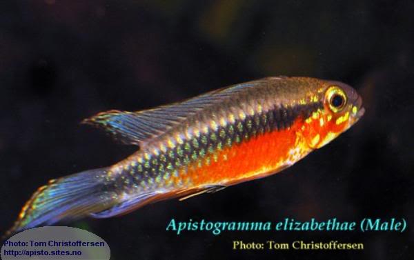 Apistogramma Elizabethae Eliza-tom1