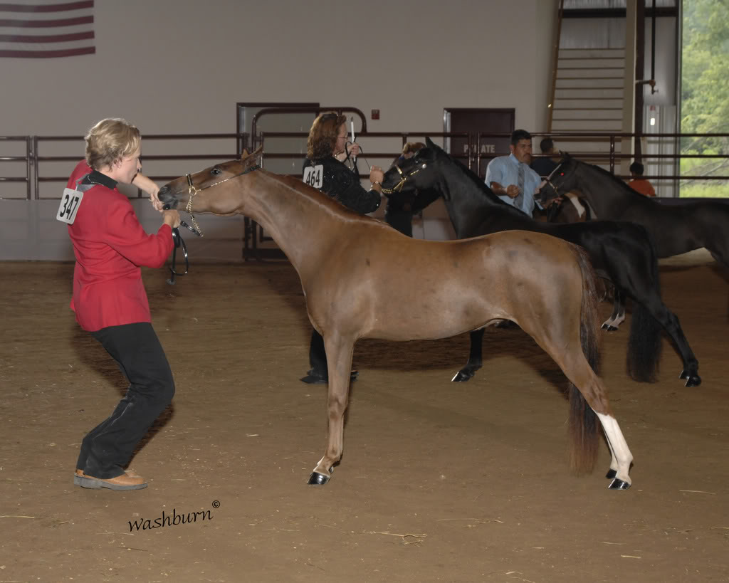 More Pony Brags From Triangle Acres Anderson52-55SC08