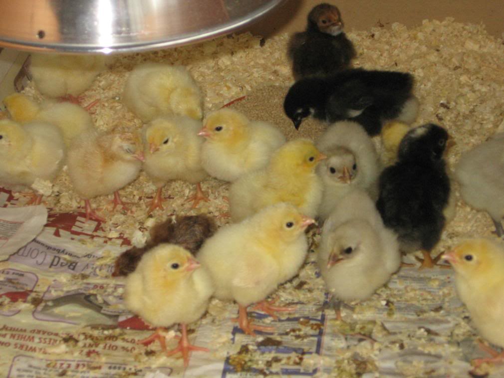 Lots of chicks!! IMG_4217