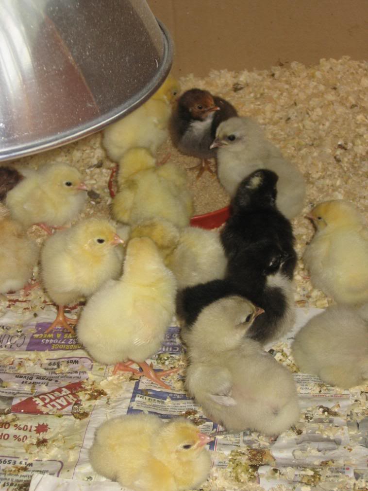 Lots of chicks!! IMG_4220