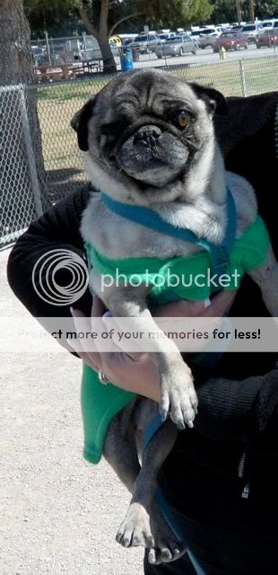 St. Pugtrick's Day pics (do you recognize some of these pugs Bark_10_11