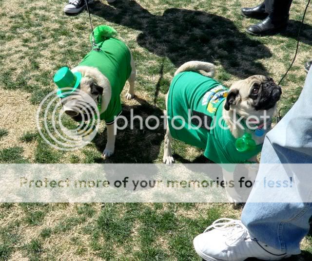 St. Pugtrick's Day pics (do you recognize some of these pugs Bark_10_19