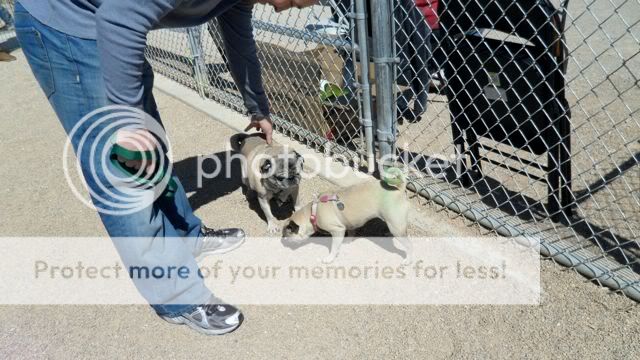 St. Pugtrick's Day pics (do you recognize some of these pugs Bark_10_25