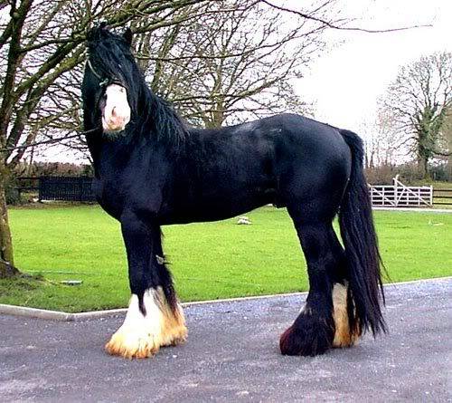 Black Beautys IrishGypseyhorseblack