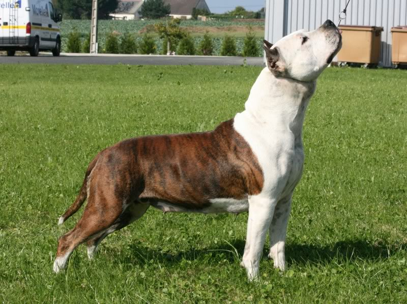 buddy doggz star born to win the moon Dixie225mois26septembre2008