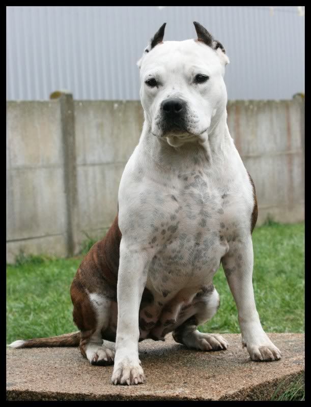 Ethic Of Dream - Buddy Doggz Star Born To Win The Moon Dixie24septembre2008225mois12