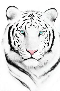 ~.:Amor:.~ White_Tiger