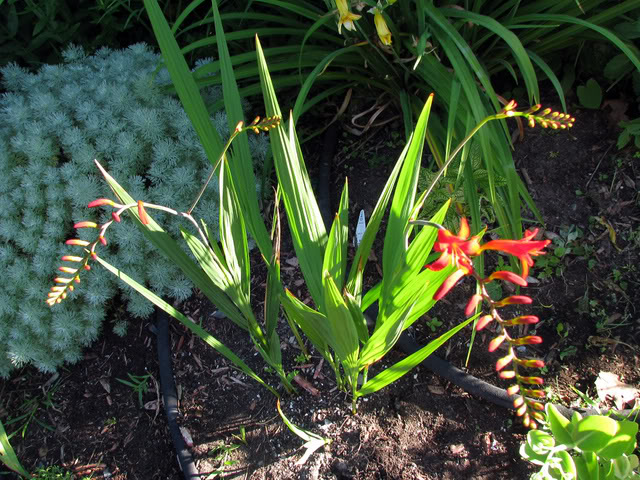 Crocosmia Lucifer IMG_0085_modifi-1-1