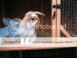 Some pictures of my bunnies (and about time too) PICT2795-1