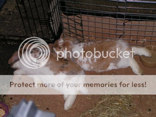 My newly bonded bunnies (Tinks and Rudy) PICT2959