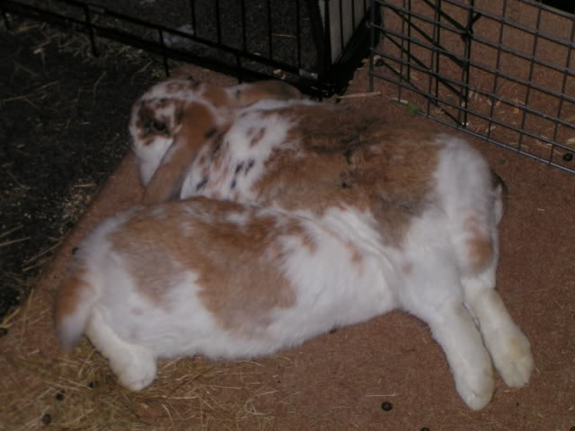 My newly bonded bunnies (Tinks and Rudy) PICT2960