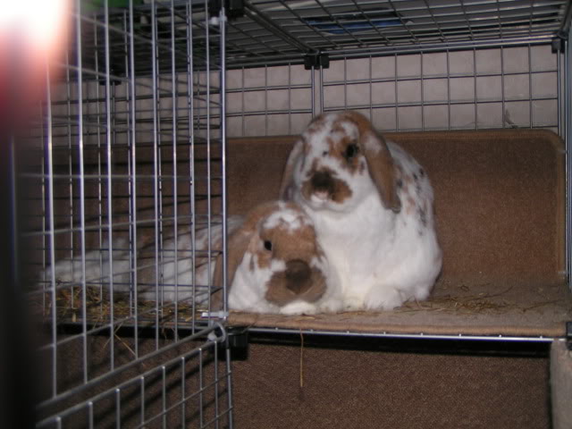 Tinky and Rudy Roo - big soft snuggle buns PICT3304