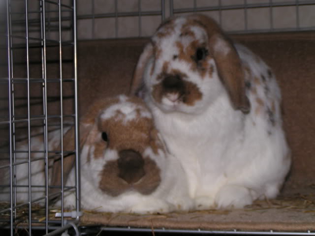 Tinky and Rudy Roo - big soft snuggle buns PICT3305