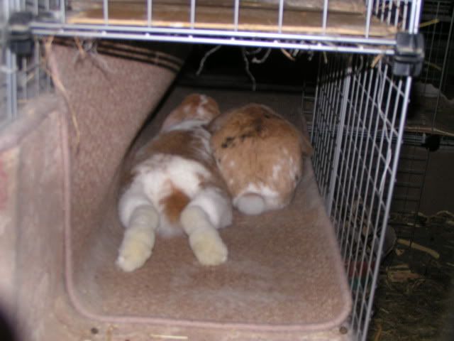 Tinky and Rudy Roo - big soft snuggle buns PICT3307