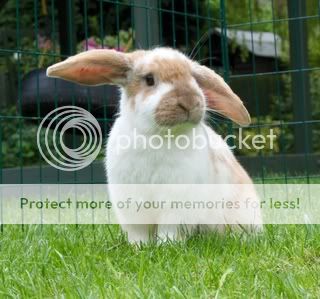 Some pictures of my bunnies (and about time too) Tinkerbell_3