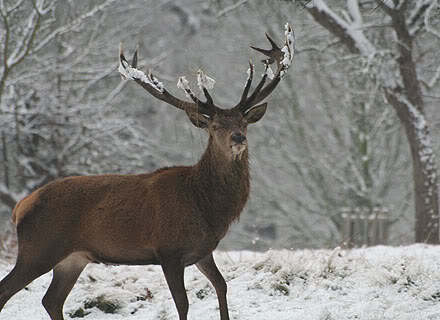 The Morning Hunt Stag_richmond_440x320