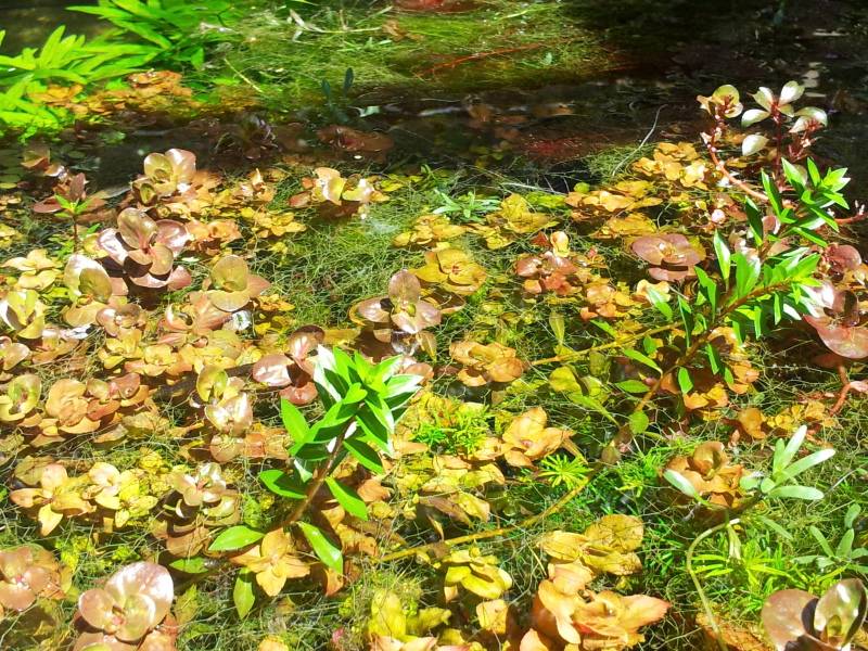 Boa opção para adquirir plantas 20130424_101601