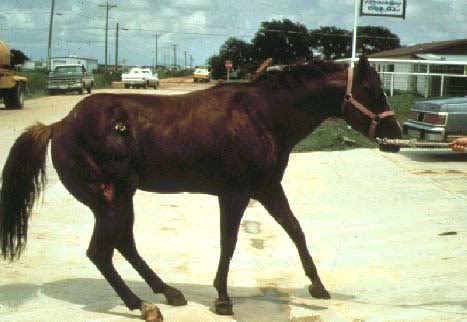 Laminitis 1