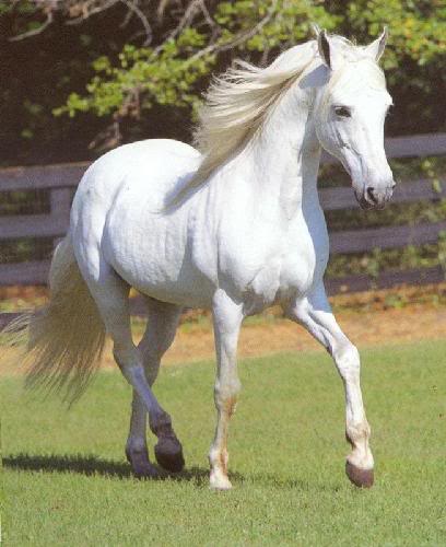 Bijela fantazija 15192-Whitehorse-Whitehorse