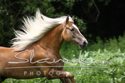 Haflinger Haflinger_Aragon508109