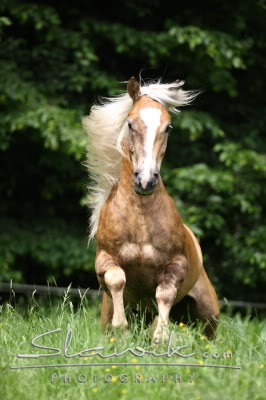 Haflinger Haflinger_Aragon508113